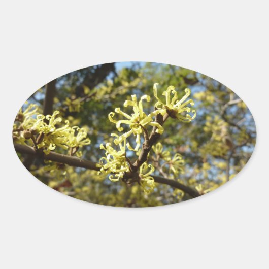 Witch Hazel Flowers Ovale Sticker (Voorkant)
