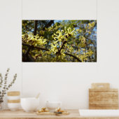 Witch Hazel Flowers Poster (Keuken)
