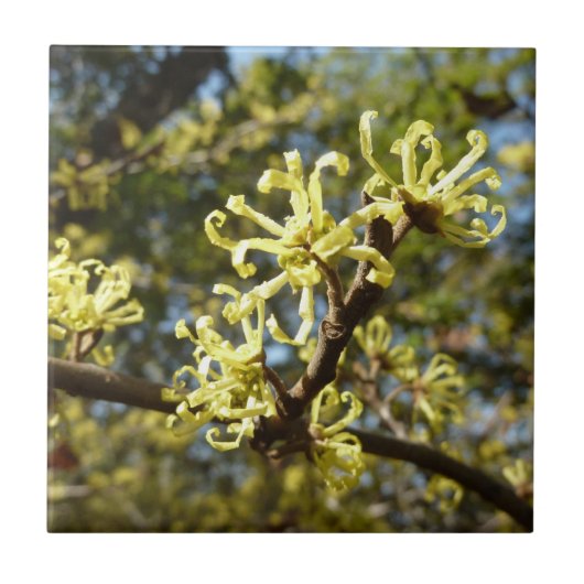 Witch Hazel Flowers Tegeltje (Voorkant)