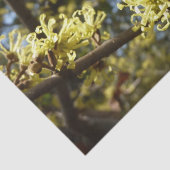 Witch Hazel Flowers Tissuepapier (Detail)