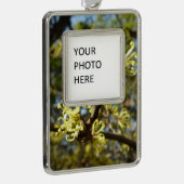 Witch Hazel Flowers Verzilverd Kader Ornament (Rechts)