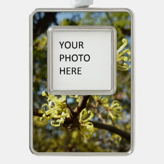 Witch Hazel Flowers Verzilverd Kader Ornament (Voorkant)