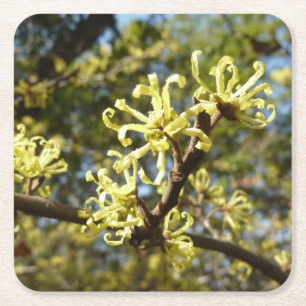 Witch Hazel Flowers Vierkante Kartonnen Onderzetter