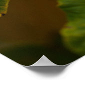 Witch Hazel Poster (Hoek)