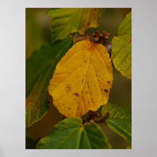Witch Hazel Poster (Voorkant)