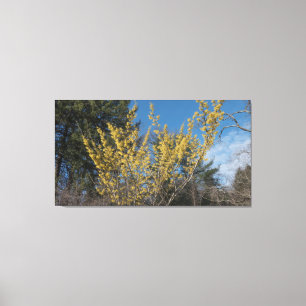 Witch Hazel Struik Canvas Afdruk
