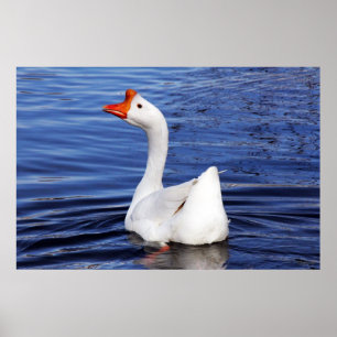 witgans zwemmen op foto blauw water poster