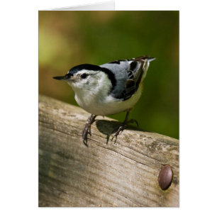 Witgebluste Nuthatch