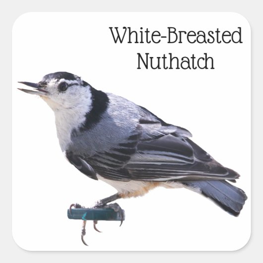 Witgebluste Nuthatch Vierkante Sticker (Voorkant)