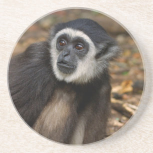 With-Hand Gibbon (Hylobates Lar), Monkeyland Zandsteen Onderzetter