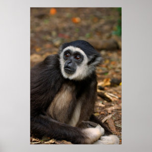 With-Handige Gibbon (Hylobates Lar), Monkeyland Poster