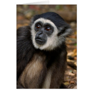 Withands Gibbon (Hylobates Lar), Monkeyland