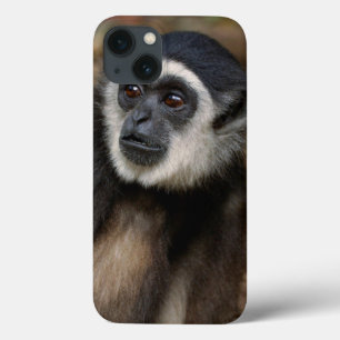 Withwitgibbon (Hylobates Lar), Monkeyland iPhone 13 Hoesje