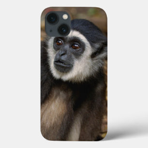 Withwitgibbon (Hylobates Lar), Monkeyland iPhone 13 Hoesje