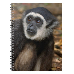 Withwitgibbon (Hylobates Lar), Monkeyland Notitieboek