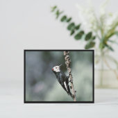 Witkopspecht Briefkaart (Staand voorkant)