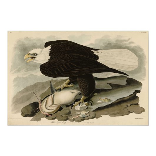 Witkopvogels van Amerika (Bald Eagle) Foto Afdruk (Voorkant)