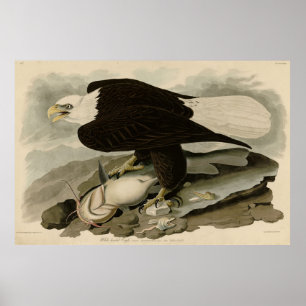 Witkopvogels van Amerika (Bald Eagle) Poster