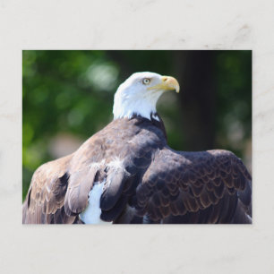 Witkopzeearend Briefkaart