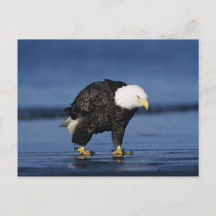 Witkopzeearend Briefkaart