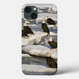 Witkopzeearend, Haliaeetus leucocephalus, Homer, 2 iPhone 13 Hoesje