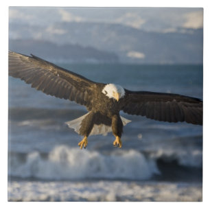 Witkopzeearend, Haliaeetus leucocephalus, Homer, 3 Tegeltje