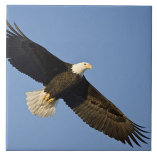 Witkopzeearend, Haliaeetus leucocephalus, Homer, 4 Tegeltje