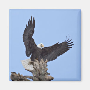 Witkopzeearend (Haliaeetus leucocephalus) met vleu Magneet