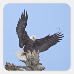 Witkopzeearend (Haliaeetus leucocephalus) met vleu Vierkante Sticker
