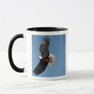 Witkopzeearend in vlucht, Haliaeetus leucocephalus Mok