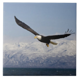 Witkopzeearend in vlucht, Haliaeetus leucocephalus Tegeltje