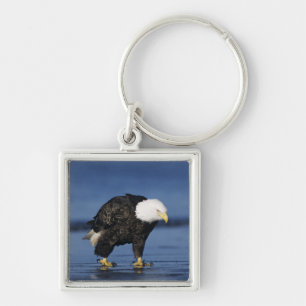 Witkopzeearend Sleutelhanger