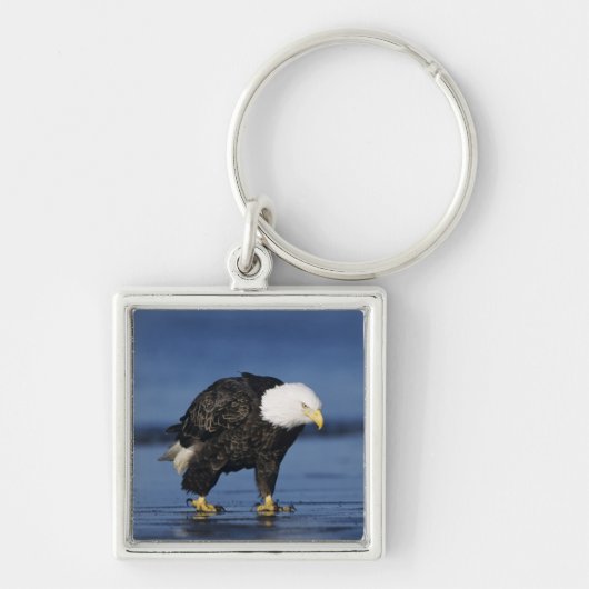 Witkopzeearend Sleutelhanger (Voorkant)