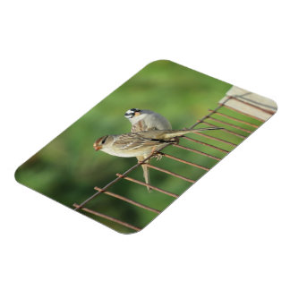 Witkuifmussen mannetje en vrouwtje magneet
