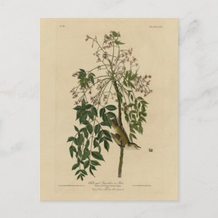 Witoogvlieger - Amerikaanse vogels van Audubon Briefkaart