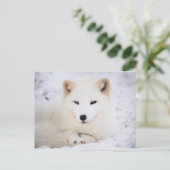 Witpoolvos Briefkaart (Staand voorkant)