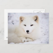 Witpoolvos Briefkaart (Voorkant / Achterkant)