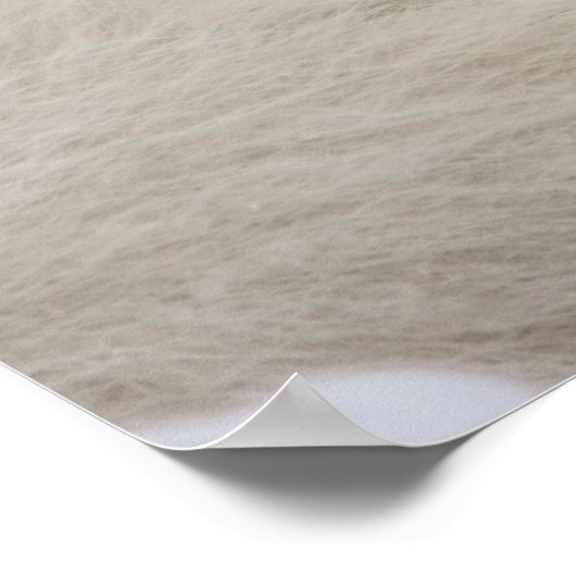 Witpoolvos in sneeuw poster (Hoek)