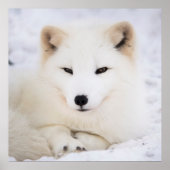 Witpoolvos in sneeuw poster (Voorkant)