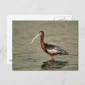 Witrode ibis briefkaart (Voorkant / Achterkant)