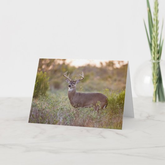 Witstaarster | Herfst in Texas Kaart (Voorkant)