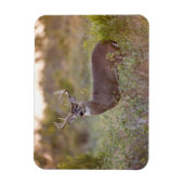 Witstaarster | Herfst in Texas Magneet (Verticaal)