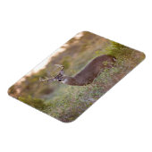 Witstaarster | Herfst in Texas Magneet (Linkerzijde)