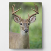 Witstaarster | Hill Country, Texas Fotoplaat (voorkant)