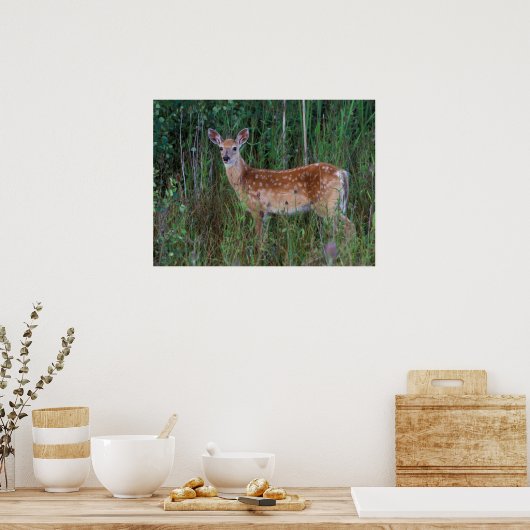 Witstaarster | Nationale Bison Range Montana Poster (Keuken)