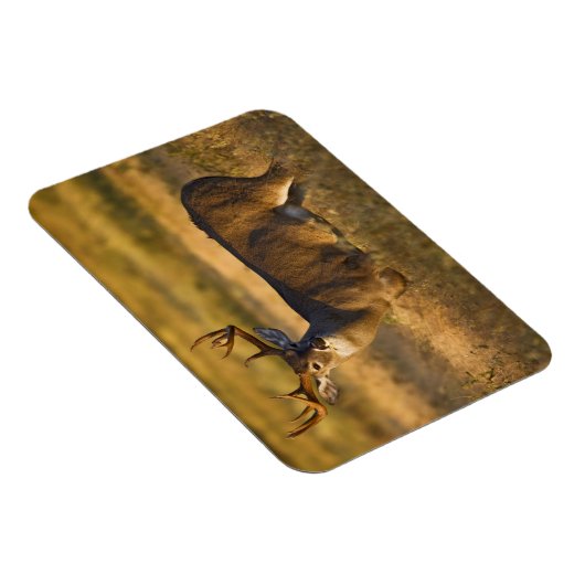 Witstaarster | South Texas Magneet (Rechterzijde)