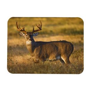 Witstaarster   South Texas Magneet