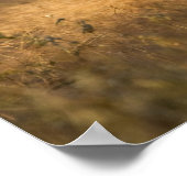 Witstaarster | South Texas Poster (Hoek)