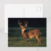 Witstaarster | State Park Choke Canyon, TX Briefkaart (Voorkant / Achterkant)