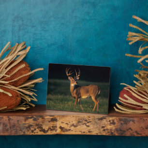 Witstaarster State Park Choke Canyon, TX Fotoplaat